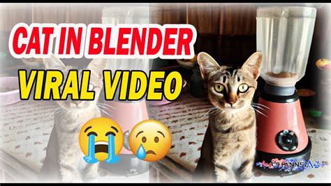 cat put in blender original video